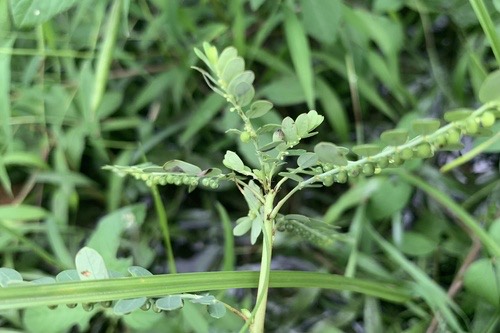 ลูกใต้ใบ · Gale of the Wind · Phyllanthus amarus