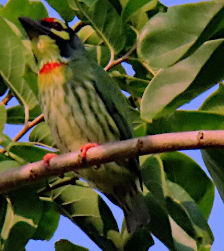 นกตีทอง · Coppersmith Barbet · Psilopogon haemacephalus