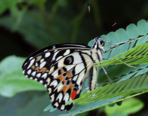 ผีเสื้อหนอนมะนาว · Lime Swallowtail · Papilio demoleus