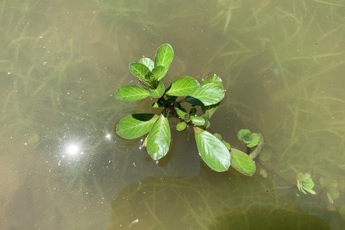 แพงพวยน้ำ · Water-dragon · Ludwigia adscendens