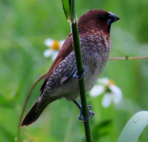 นกกระติ๊ดขี้หมู · Scaly-breasted Munia · Lonchura punctulata