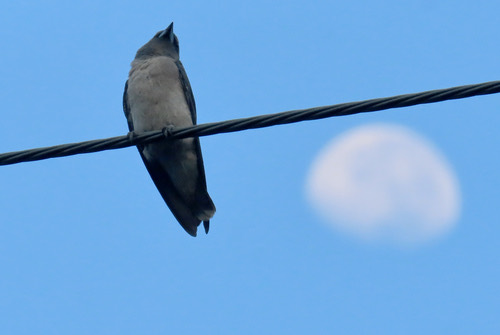 นกแอ่นพง · Ashy Woodswallow · Artamus fuscus