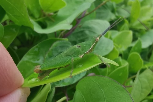 ตั๊กแตนหัวร่องขอบขาว · Tagasta marginella