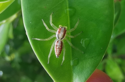 แมงมุมกระโดดหัวแต้มขาว · Epocilla calcarata