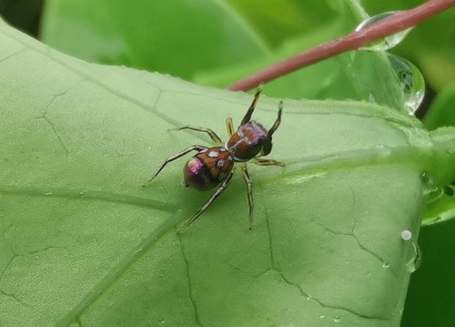แมงมุมไซเลอร์หลากสี · Jade Jumping Spider · Siler semiglaucus