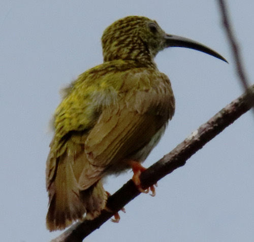 นกปลีกล้วยลาย · Streaked Spiderhunter · Arachnothera magna