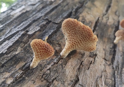 Favolus roseus