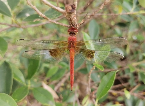แมลงปอบ้านจุดสีน้ำตาลขาว · Twister · Tholymis tillarga