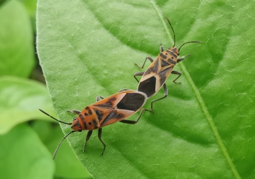 มวนแดงมะเขือ · Bindweed Seedeating Bug · Graptostethus servus