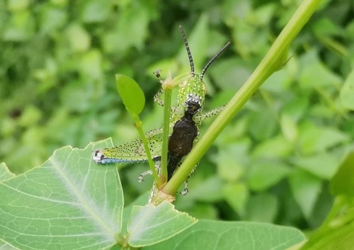 ตั๊กแตนขาลายแข้งแดง · Rufous-legged Grasshopper · Xenocatantops humilis