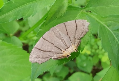 Orudiza protheclaria
