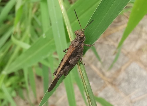 ตั๊กแตนหนวดสั้นผิวปม · Carinate Locust · Trilophidia annulata