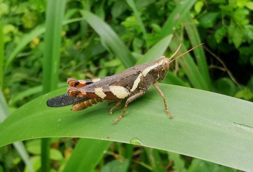 ตั๊กแตนขาลายแข้งแดง · Rufous-legged Grasshopper · Xenocatantops humilis