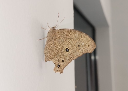 ผีเสื้อสายัณห์สีตาลธรรมดา · Common Evening Brown · Melanitis leda