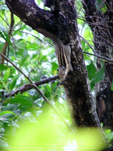 กระเล็นขนปลายหูสั้น · Himalayan Striped Squirrel · Tamiops mcclellandii