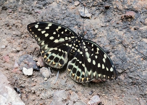 ผีเสื้ออ๊าชดุ๊คธรรมดา · Common Archduke · Lexias pardalis