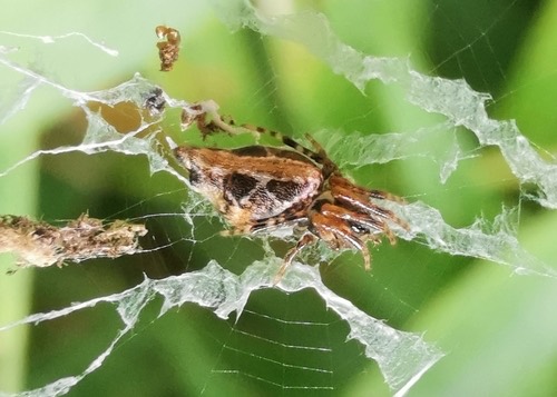 แมงมุมใยกลมเล็กอินซู · Common Garbage-Line Web Spider · Cyclosa insulana