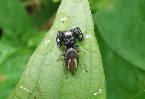 แมงมุมกระโดดเธียเนียพม่า · Metallic blue jumper · Thiania bhamoensis