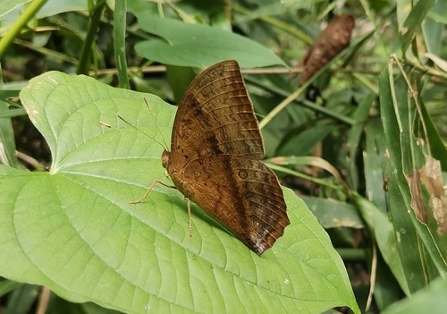 ผีเสื้อไผ่ลายธรรมดา · Common Duffer · Discophora sondaica