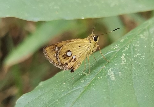 ผีเสื้อจิ๋วดงสวินโฮร์ · Swinhoe's Forest Bob · Scobura isota