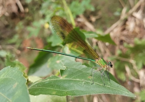แมลงปอเข็มมรกตธรรมดา · plain flashwing · Vestalis gracilis