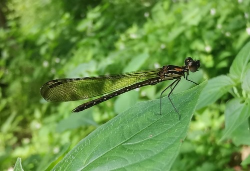 แมลงปอเข็มน้ำตกสั้นปลายปีกดำ · Heliocypha biforata