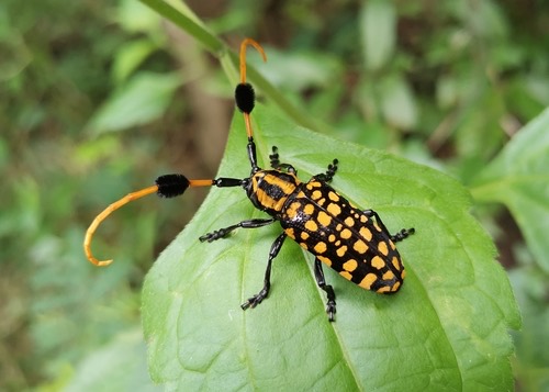 ด้วงหนวดปมจุดเหลืองดำ · Aristobia approximator