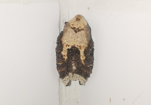 ปาดตะปุ่มอินโดจีน · Dotted Bubble-nest Frog · Theloderma albopunctatum
