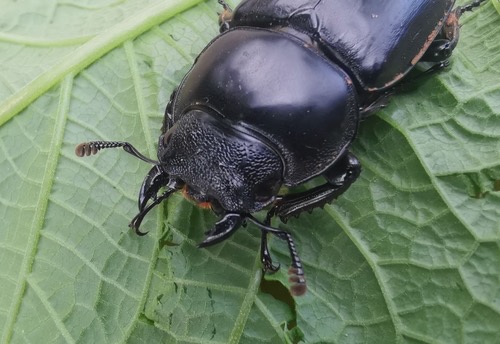 Dorcus antaeus miyashitai