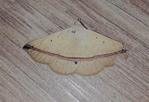 Armana nigraericta
