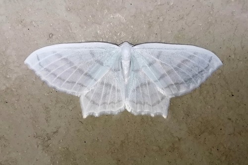 Palaeomystis falcataria