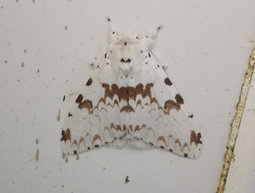 Lymantria orestera