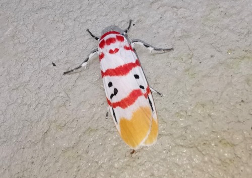 Cyana bellissima