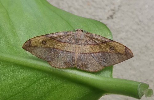 Hypochrosis hyadaria
