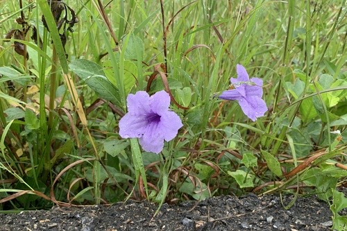 ต้อยติ่ง · Popping Pod · Ruellia tuberosa