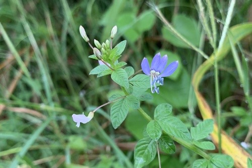 ผักเสี้ยนขน · Purple Cleome · Cleome rutidosperma