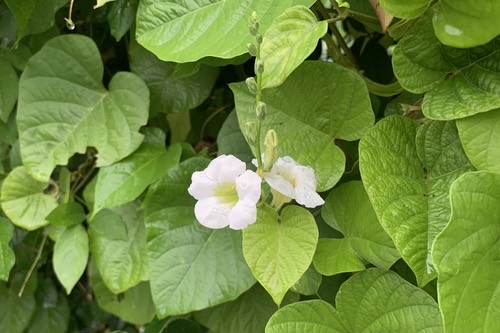 ย่าหยา · Chinese violet · Asystasia gangetica