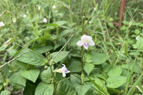หญ้าใบพริก · African Coromandel · Asystasia intrusa