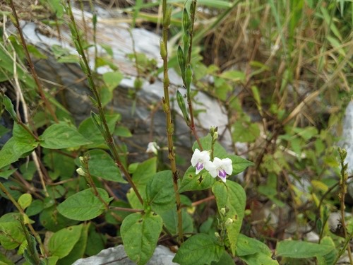 หญ้าใบพริก · African Coromandel · Asystasia intrusa