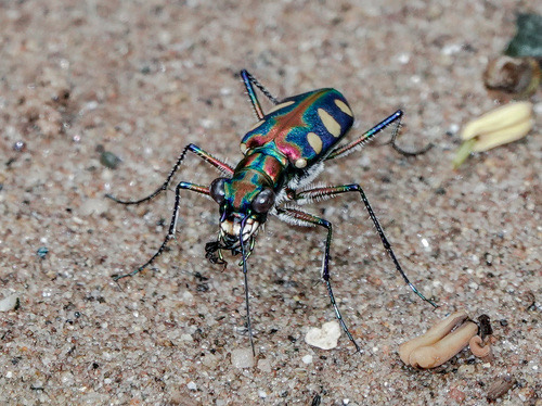 ด้วงเสือสามจุดเหลืองธรรมดา · Golden-spotted Tiger Beetle · Cosmodela aurulenta