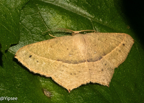 Acacia Blood Vein Moth · Traminda mundissima