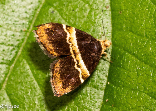 Choreutis basalis