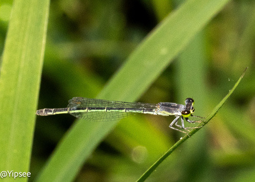 แมลงปอเข็มเล็กจุดเขียว · marsh wisp · Agriocnemis minima