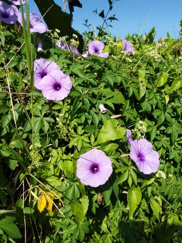 ผักบุ้งรั้ว · Mile-a-minute vine · Ipomoea cairica