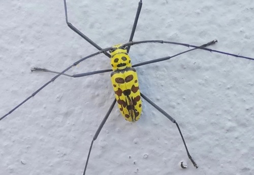 ด้วงหนวดยาวแมงมุม · Wood Crane Longhorn-beetle · Gerania bosci