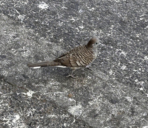 นกเขาชวา · Zebra Dove · Geopelia striata
