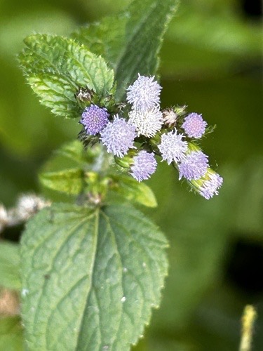สาบแร้งสาบกา · billygoat weed · Ageratum conyzoides