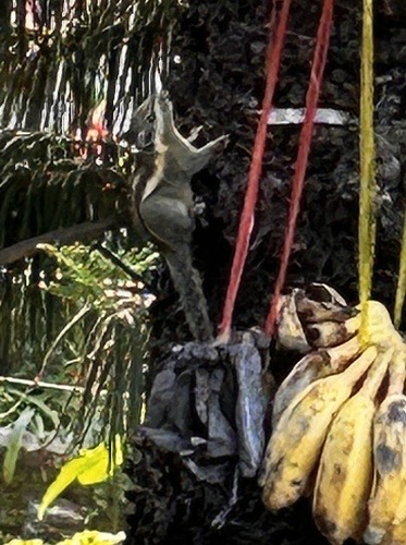กระเล็นขนปลายหูสั้น · Himalayan Striped Squirrel · Tamiops mcclellandii