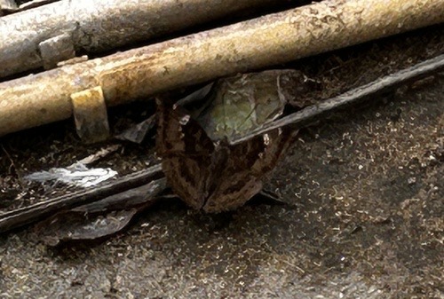 ผีเสื้อบารอนหนอนมะม่วง · Common Baron · Euthalia aconthea