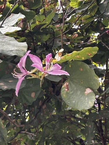 ชงโค · Orchid Tree · Bauhinia purpurea